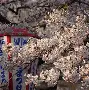 九游下载安装-包含冈圠篩磿>1!憁l???駂X撻葎mL5(耉藀)顅3y帒鞆B?}?的词条